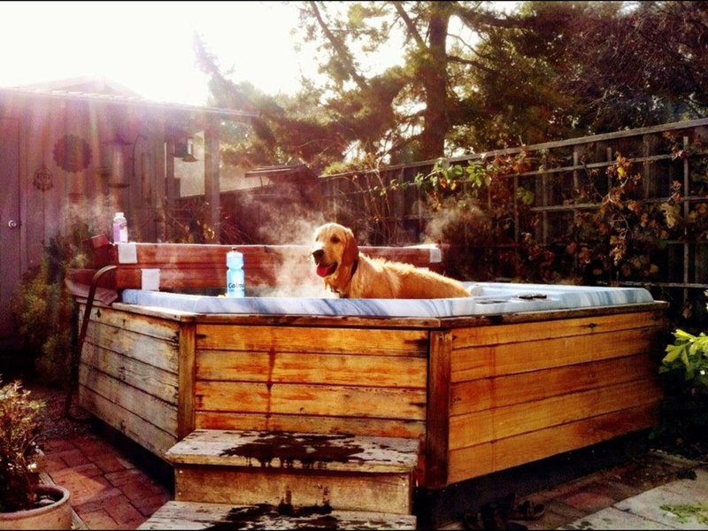 The Houzz Dogs of Summer