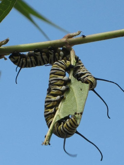 by Benjamin Vogt / Monarch Gardens