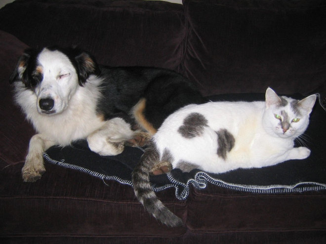 Animal Houzz: Living With (and Loving) Those Messy Pets of Ours