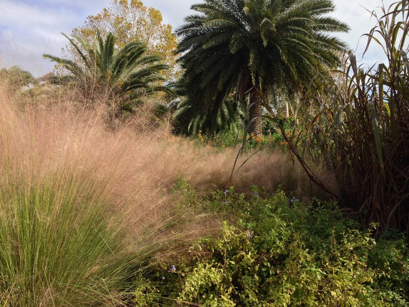 Savanna Blooms