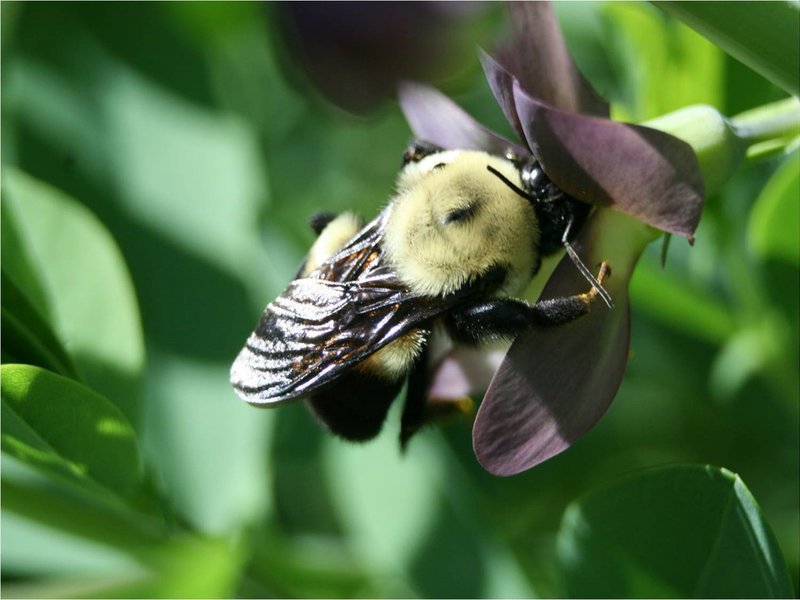 by Benjamin Vogt / Monarch Gardens