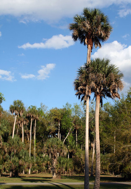 Great Design Plant: Sabal Palm