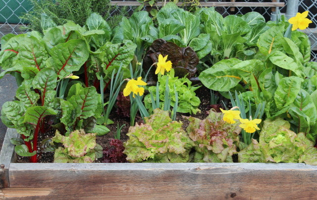 Grow a kitchen garden in 16 square feet