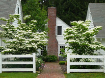 Consider this full, flowering shrub for year-round beauty in the ...