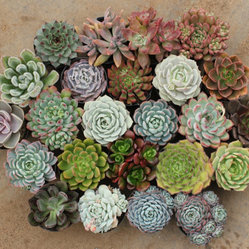 Tabletop and indoor topiaries for an added charm Tabletop and indoor topiaries for an added charm