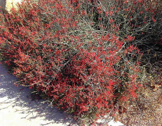 Great Design Plant: Chuparosa Brightens Casual Desert Gardens