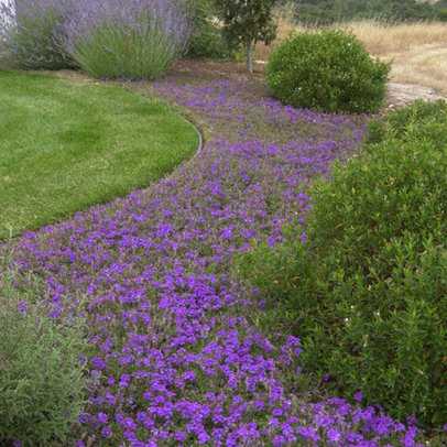 Ground Cover Home Design Ideas, Pictures, Remodel and Decor