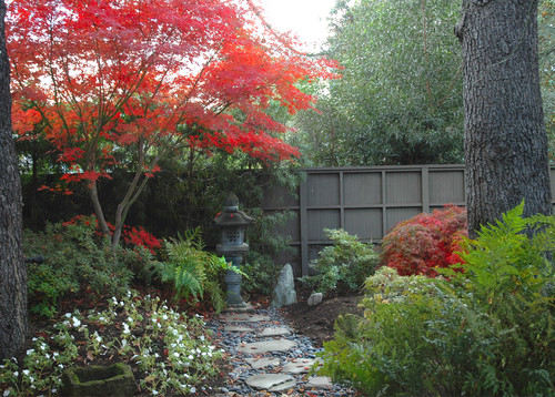 Japanese Maple Garden