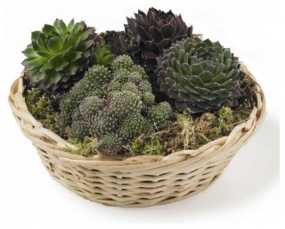 Basket of Succulents eclectic outdoor decor