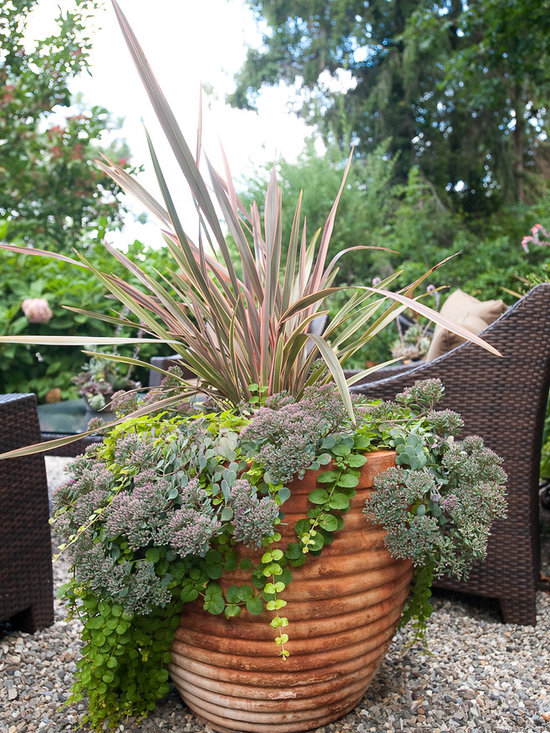 potted plants ideas