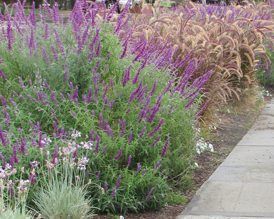 Mexican Heather Perennial Home Design Ideas, Pictures ...