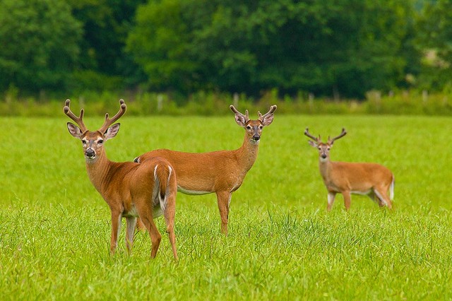 White-tailed Deer Wallpaper Wall Mural - Self-Adhesive - Multiple Sizes