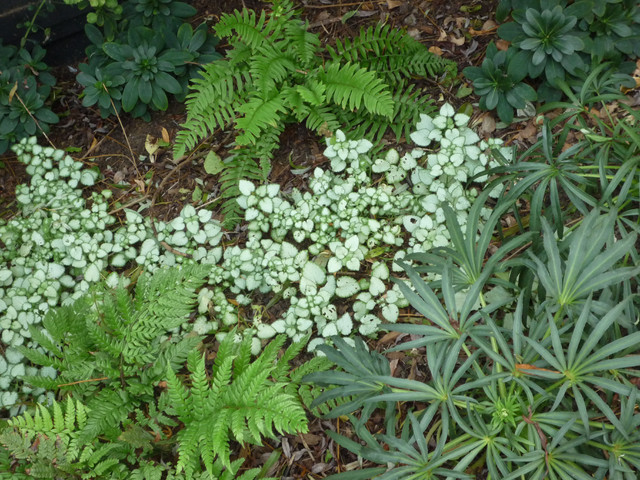 planting scheme for woodland style garden traditional planting scheme for woodland style garden traditional