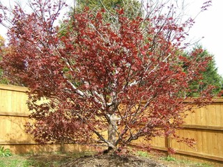Help with large Japanese Maple, Is it dying? and Pruning help