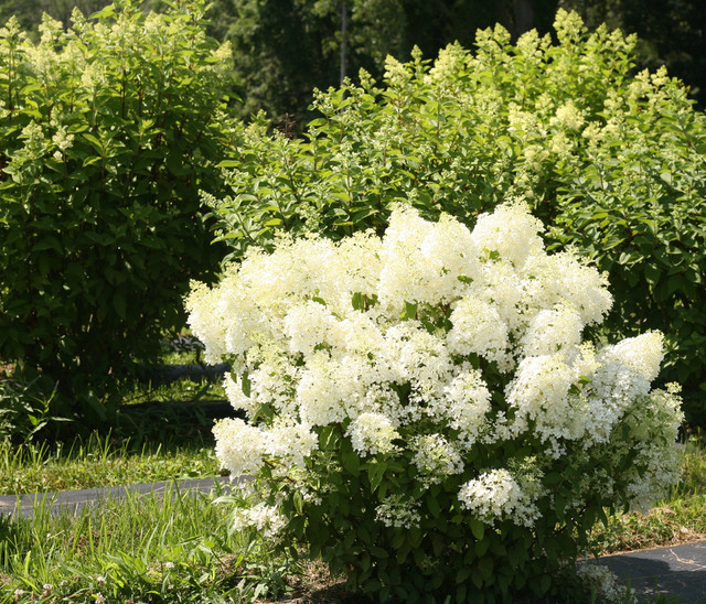 BoboÂ® Hardy Hydrangea - Eclectic - Landscape - chicago - by Proven 