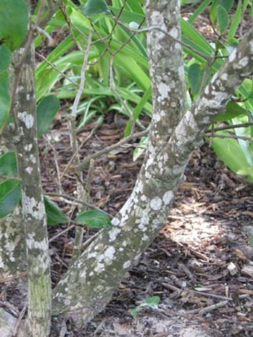 Ligustrum, why are you dying?