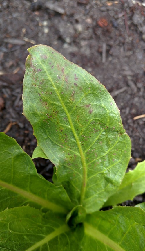 What would be causing these spots?