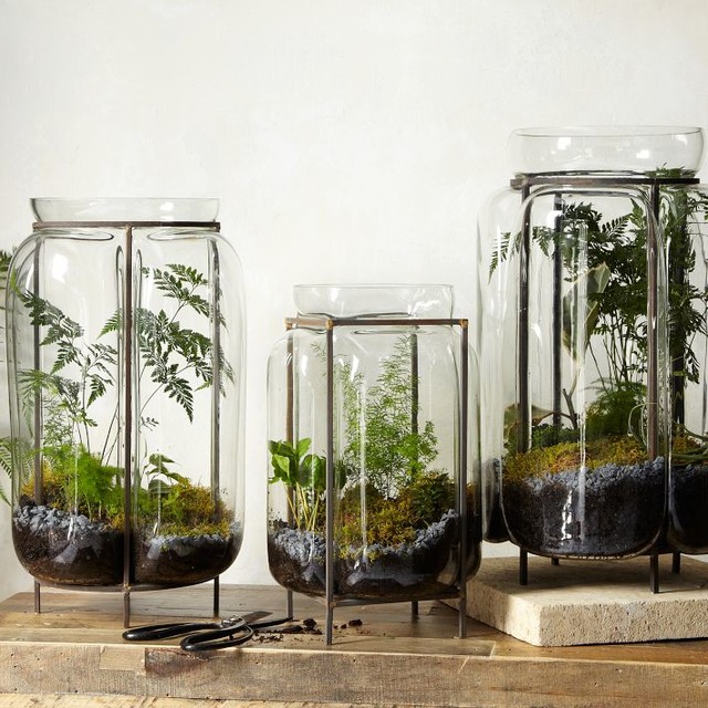 Glass Terrariums Contemporary Terrariums by West Elm