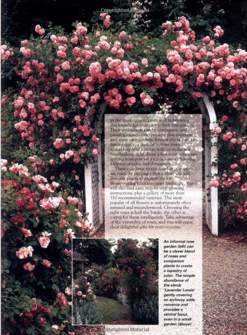 Climbing Roses in containers to cover NYC rooftop Pergola