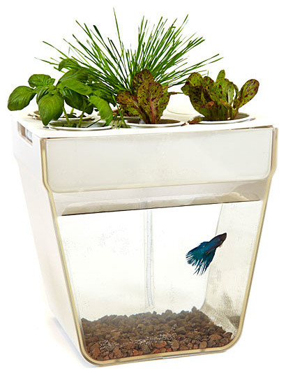 Aquafarm: Aquaponics Fish Garden contemporary-indoor-pots-and-planters