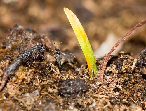 mature pine aphids nude in bali com
