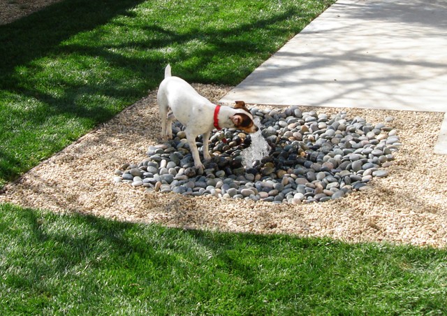 Back Yard Landscaping Ideas for Dogs