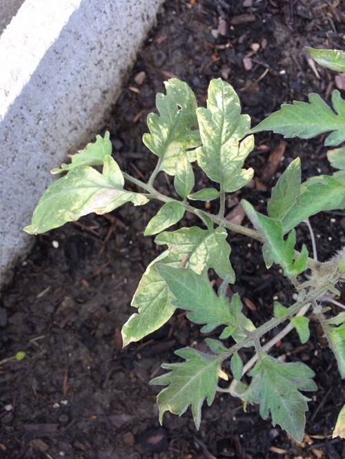 Tomato plant leaves turning white