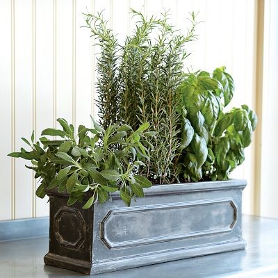 Herb Window Box - Traditional - Outdoor Pots And Planters - by Williams-Sonoma