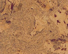 Cleopatra Cork Flooring contemporary wood flooring