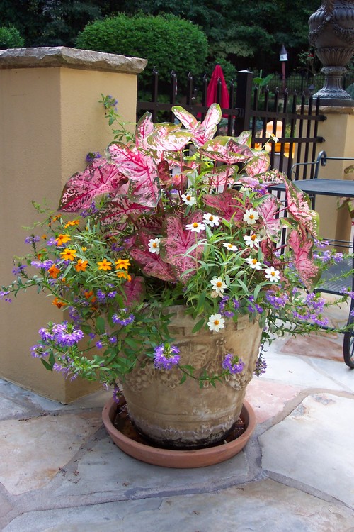 Container Gardening