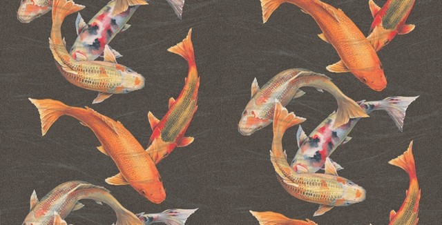 Koi Carp - Wallpaper - by Wallpaperdirect