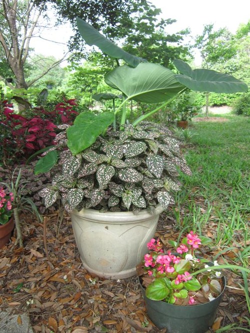 how long for upright elephant ears to come up how long for upright elephant ears to come up