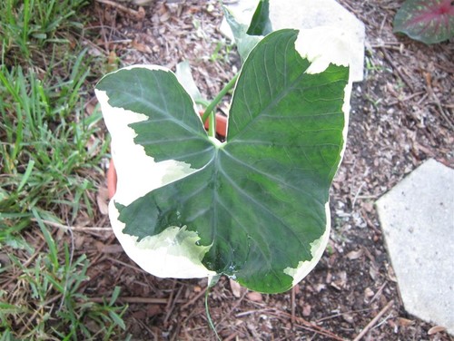 top 28 when do elephant ears come up top 28 when do elephant ears come up how long for top 28 when do elephant ears come up top 28 when do elephant ears come up how long for