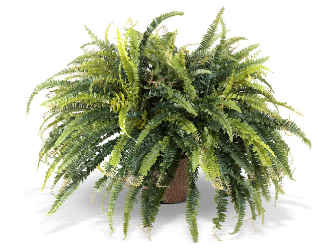 potted ferns plants www imgkid com the image kid has it potted ferns plants www imgkid com the image kid has it