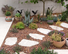 Grow a Garden of Succulents for Easy Beauty