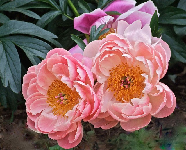 Pink Duo Peony contemporary-artwork