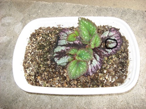 rex begonia leaf cutting propagation rex begonia leaf cutting propagation