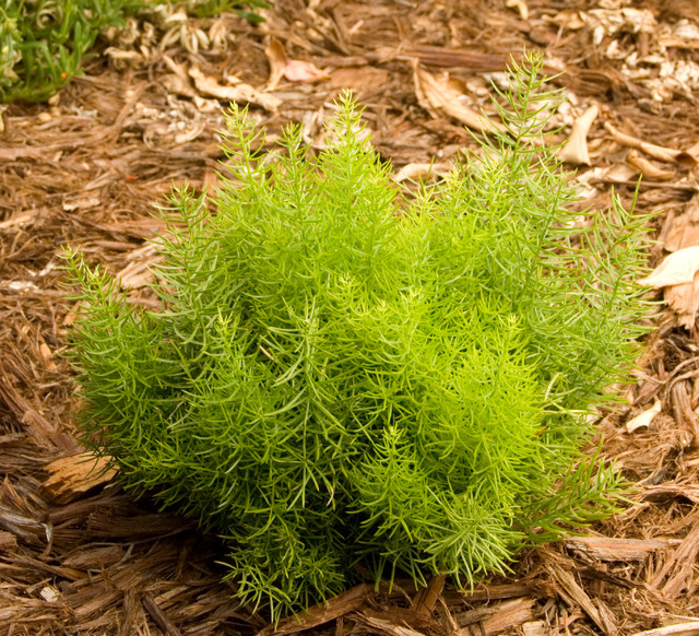Dwarf Asparagus Fern Tropical Plants by Monrovia