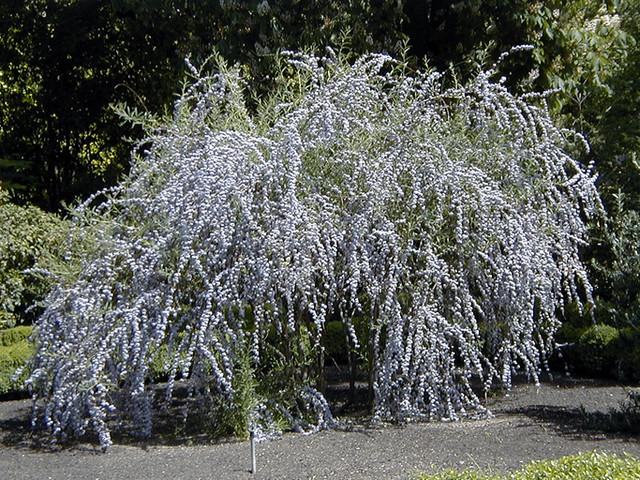 Fountain butterfly bush (Buddleia alternifolia)