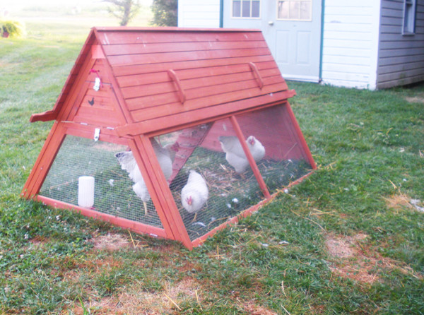 Portable Chicken Coop for 3 to 5 Hens - Modern - Birdhouses - other ...