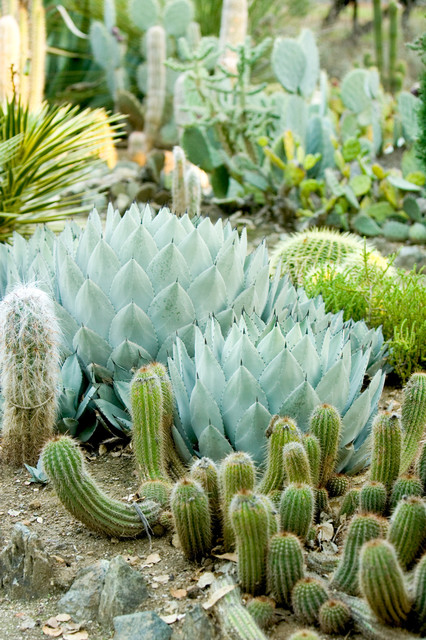 Stanford Cactus Garden - traditional - landscape - san francisco