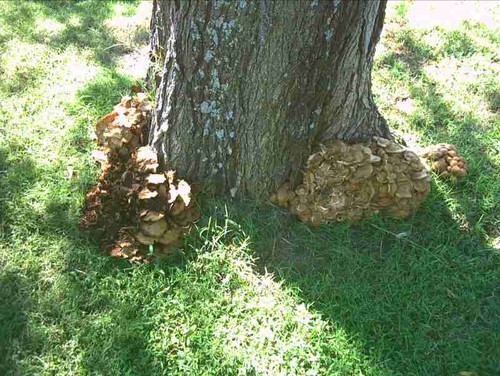 fruitless mulberry tree problems bing images fruitless mulberry tree problems bing images