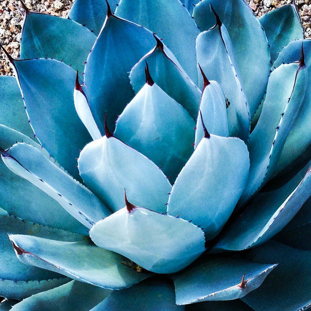 10 Essential Plants for the Southwest