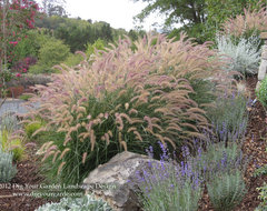 Novato Mediterranean Front Hillside Garden mediterranean landscape