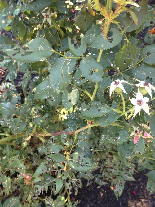 Knockout Rose Insect Damage
