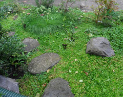 6 Great Ways With Garden Ground Covers