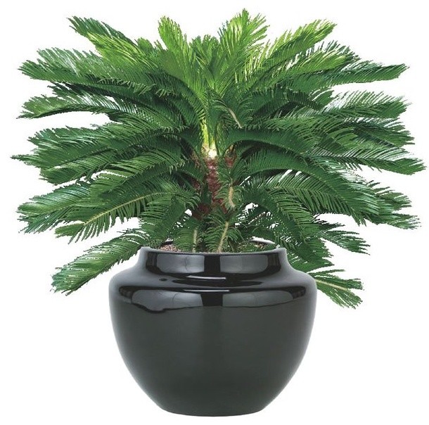 Patio plant. patio planters. flowers flower plants patio plants ... Plants décor patio