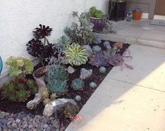 Grow a Garden of Succulents for Easy Beauty