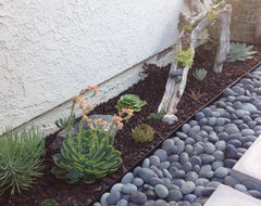 Grow a Garden of Succulents for Easy Beauty