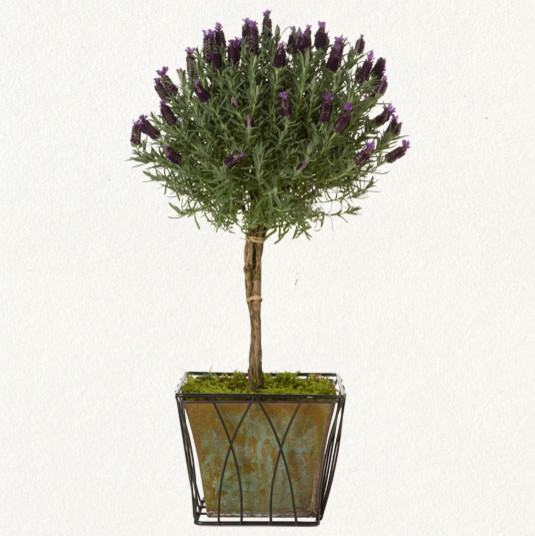 Lavender Topiary Traditional Plants by Terrain